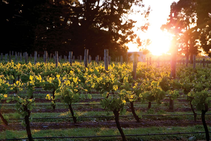 Going Global: A Taste of New Zealand