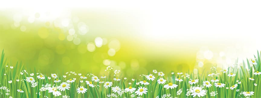 Fresh as a Daisy